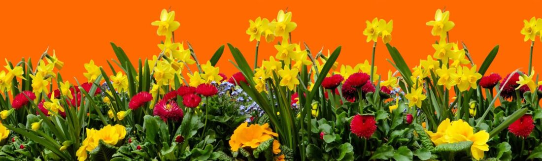 SS24 FlowerBackground