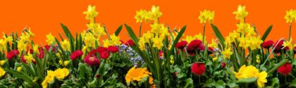 SS24 FlowerBackground