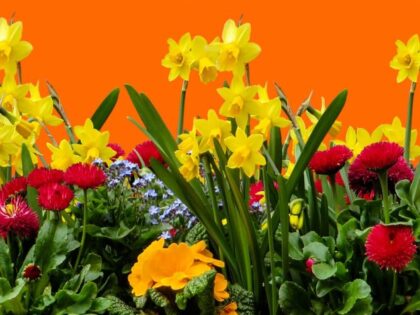 SS24 FlowerBackground